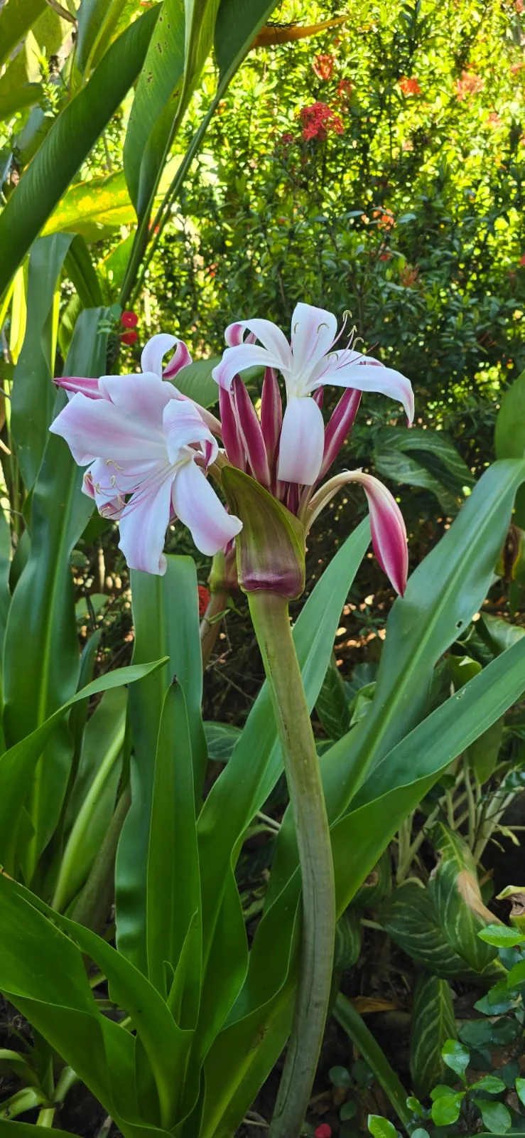 White and magenta Crinum lilies in a sunlit tropical garden — Seychelles flora at Maison Soleil, Anse Soleil, Seychelles