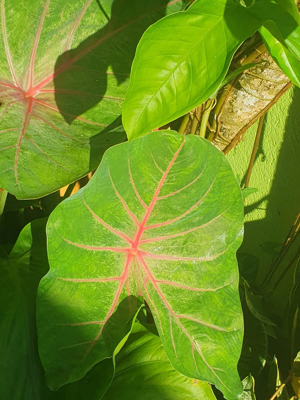 Sunlit caladium leaves with pink veins in the Maison Soleil garden — lush tropical planting at Maison Soleil, Anse Soleil, Seychelles